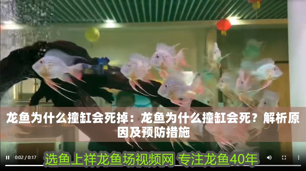 龍魚為什么撞缸會死掉：龍魚為什么撞缸會死？解析原因及預防措施