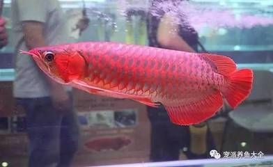 紅龍魚和什么魚養最好（紅龍魚和什么魚混養好）