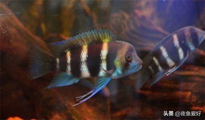 老道說怎么養龍魚：如何保護天山龍魚
