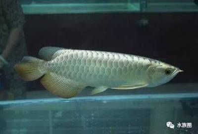 龍魚飼養條件有哪些好的養殖方法和技巧：龍魚的飼養方法和技巧 龍魚飼養條件有哪些好的養殖方法和技巧：龍魚的飼養方法和技巧 龍魚百科 第2張