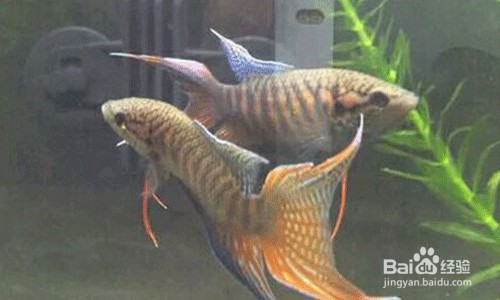 紅龍魚蒙眼病怎么治療最好的方法視頻（紅龍魚蒙眼病怎么治療最好的方法視頻教程）