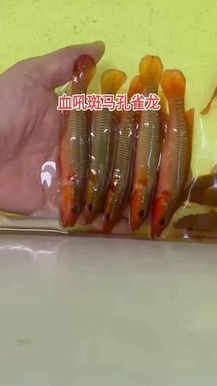 孔雀龍魚品種大全圖片及名稱介紹