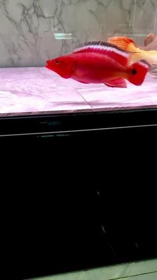 孔雀龍魚品種大全圖片及名稱介紹