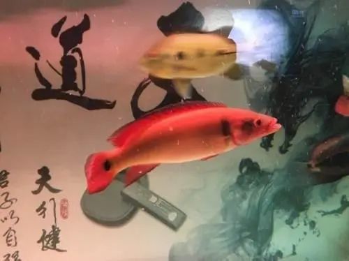 孔雀龍魚品種大全圖片及名稱介紹
