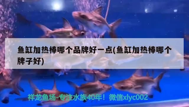 魚缸加熱棒哪個品牌好一點(魚缸加熱棒哪個牌子好)