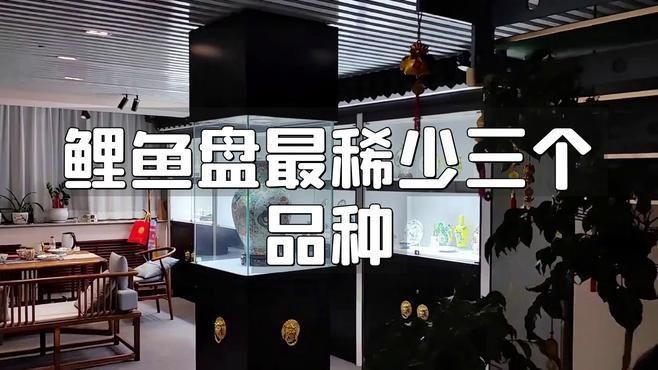 鯉魚盤最稀少三個(gè)品種