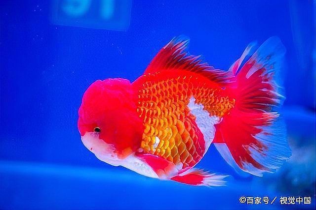 金魚趴缸底會自愈嗎？