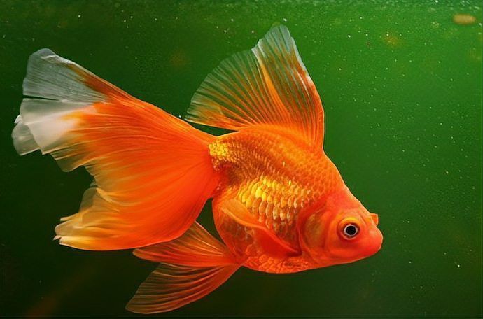 金魚趴缸底會自愈嗎？