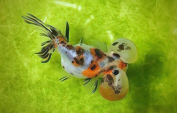 金魚趴缸底會自愈嗎？