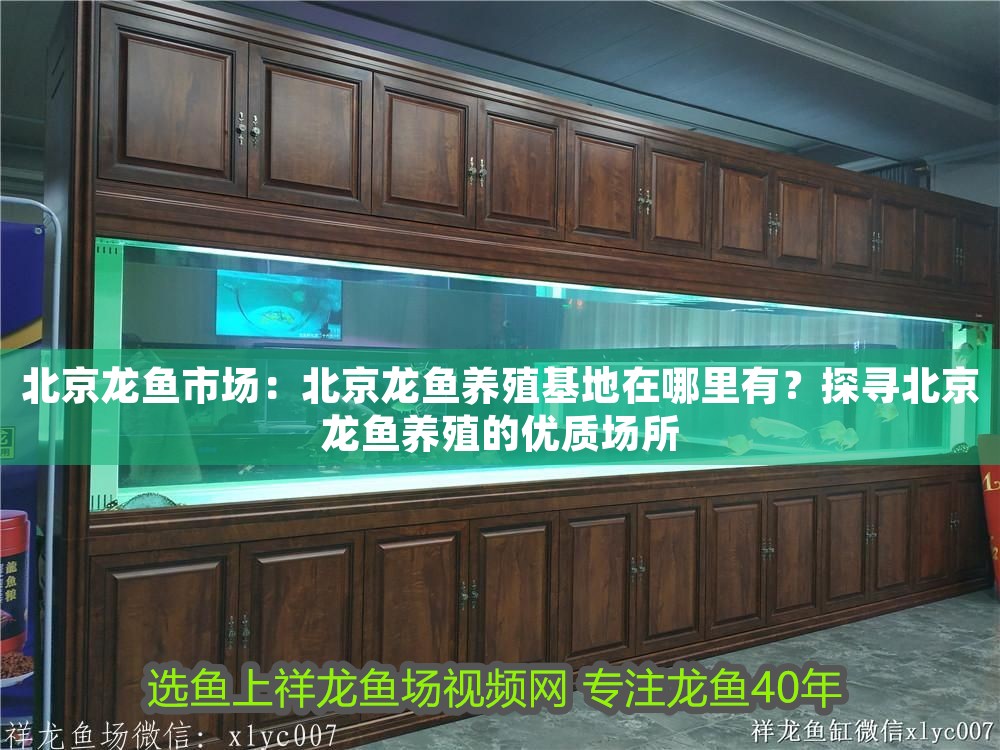 北京龍魚市場：北京龍魚養殖基地在哪里有？探尋北京龍魚養殖的優質場所