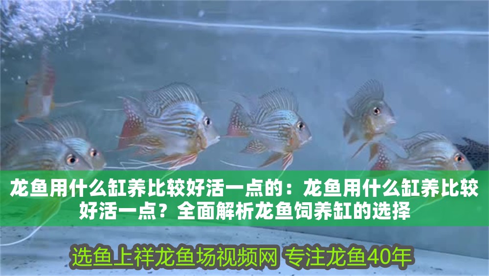 龍魚用什么缸養比較好活一點的：龍魚用什么缸養比較好活一點？全面解析龍魚飼養缸的選擇