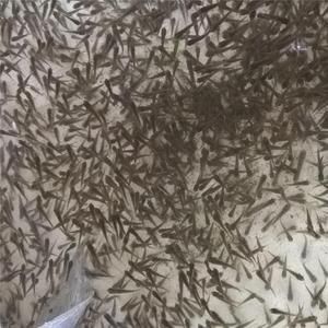 龍魚飼料魚哪種好（如何選擇龍魚飼料）