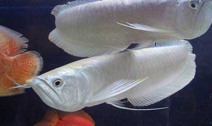 銀龍魚為什么養(yǎng)大了不銀色了