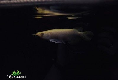 龍魚趴缸在水底不動(dòng)了怎么辦：龍魚在魚缸中趴缸不動(dòng)可能是由幾種原因造成的