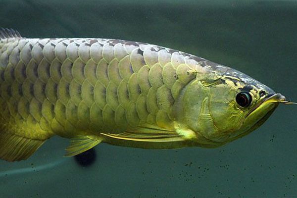 金龍魚怎么養才能更有金質，金龍魚水質軟化有效方法