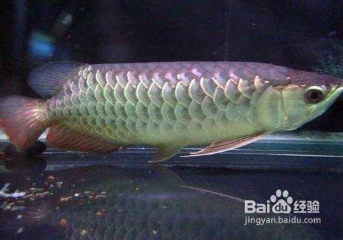 金龍魚怎么養才能更有金質，金龍魚水質軟化有效方法