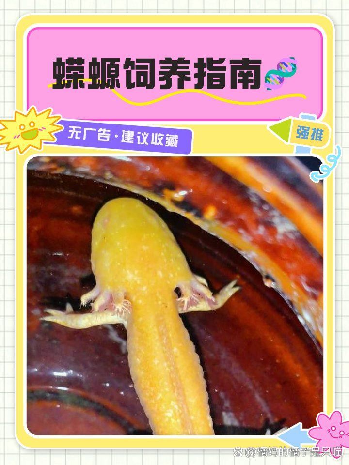 蠑螈需要多大的飼養箱？
