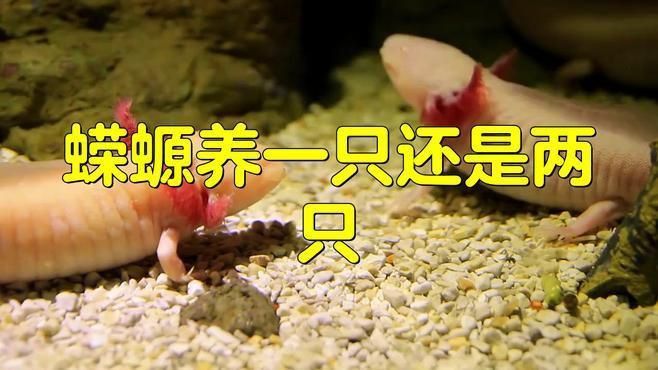 蠑螈需要多大的飼養箱？
