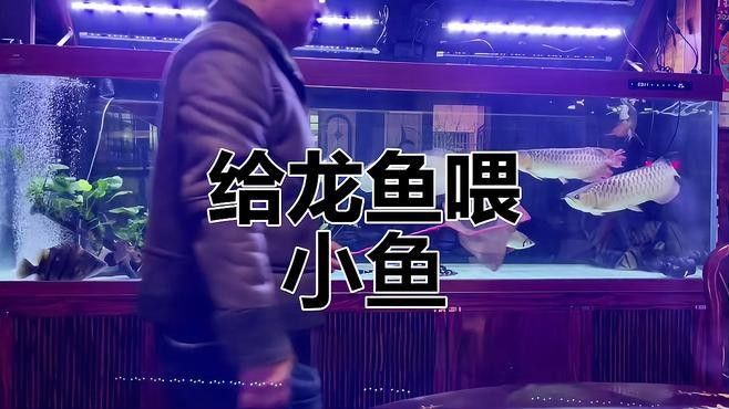 龍魚吃魚視頻大全