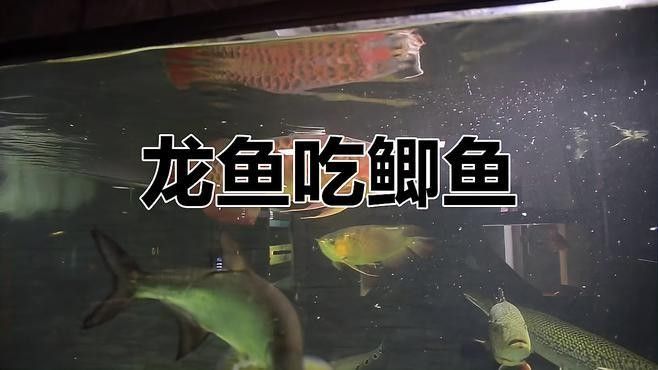 龍魚吃魚視頻大全