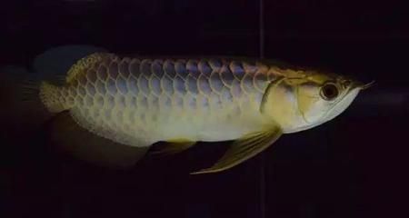 龍魚有吃食的欲望但是不吃食怎么回事：龍魚不吃食可能由多種原因引起，