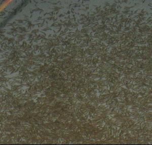 龍魚箭蟲多高溫度死亡了：如何通過調(diào)節(jié)水溫來管理龍魚健康