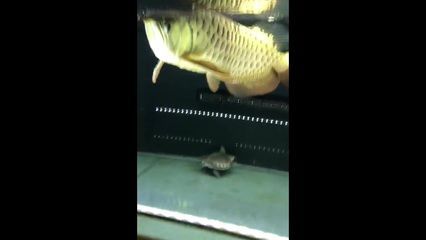 金龍魚會(huì)不會(huì)咬人：金龍魚會(huì)咬人嗎