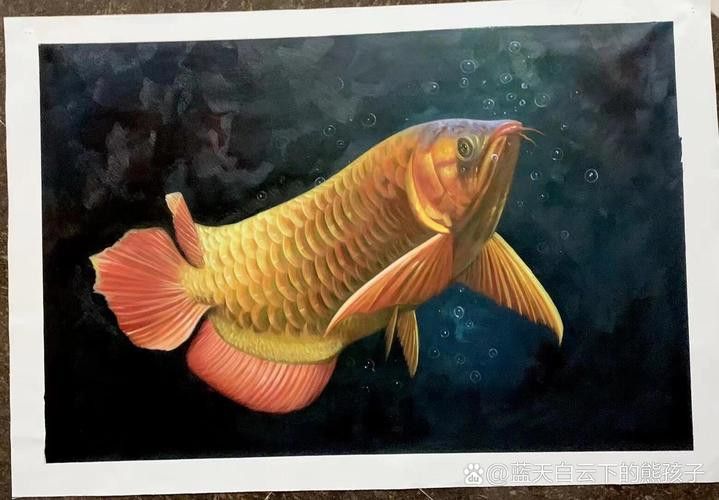 金色龍魚壁紙高清圖片