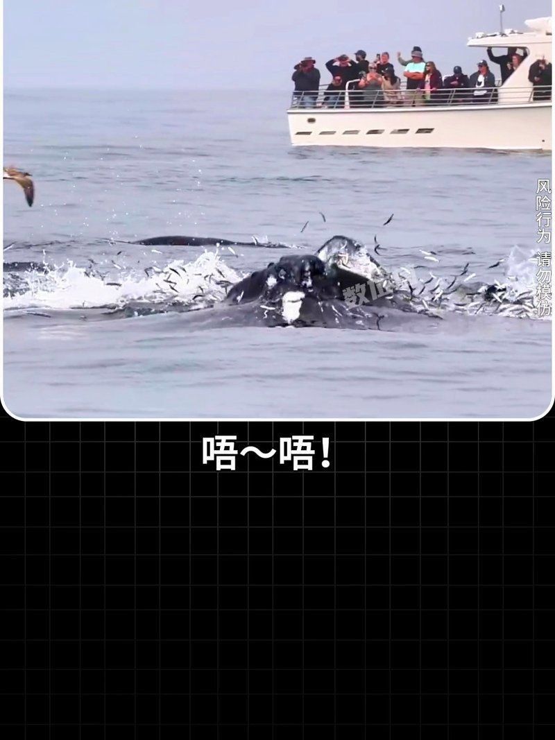 鯨的嘴巴真大比什么的嘴巴還要大