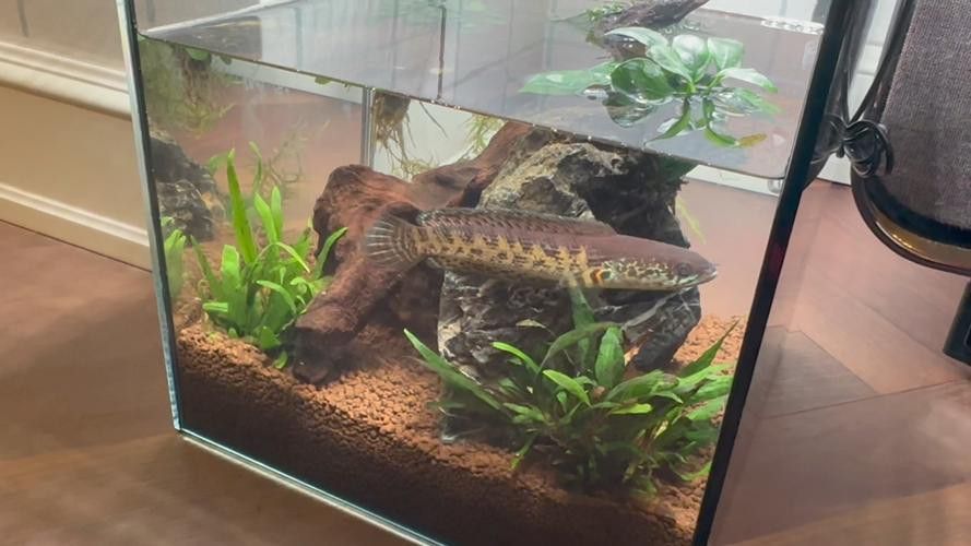 哪種雷龍魚可以混養