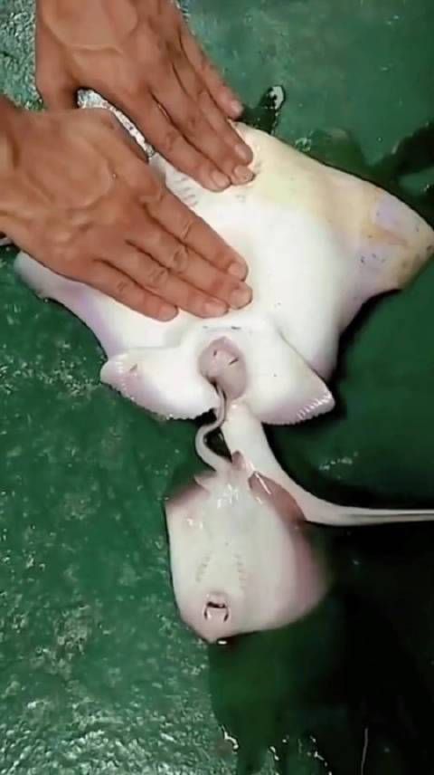 魔鬼魚的生殖部位