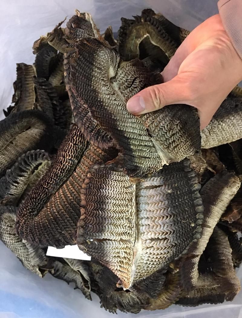 魔鬼魚的生殖部位