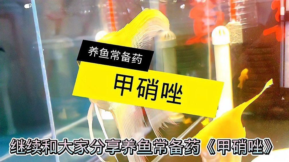 哪些魚類適合使用甲硝唑治療？