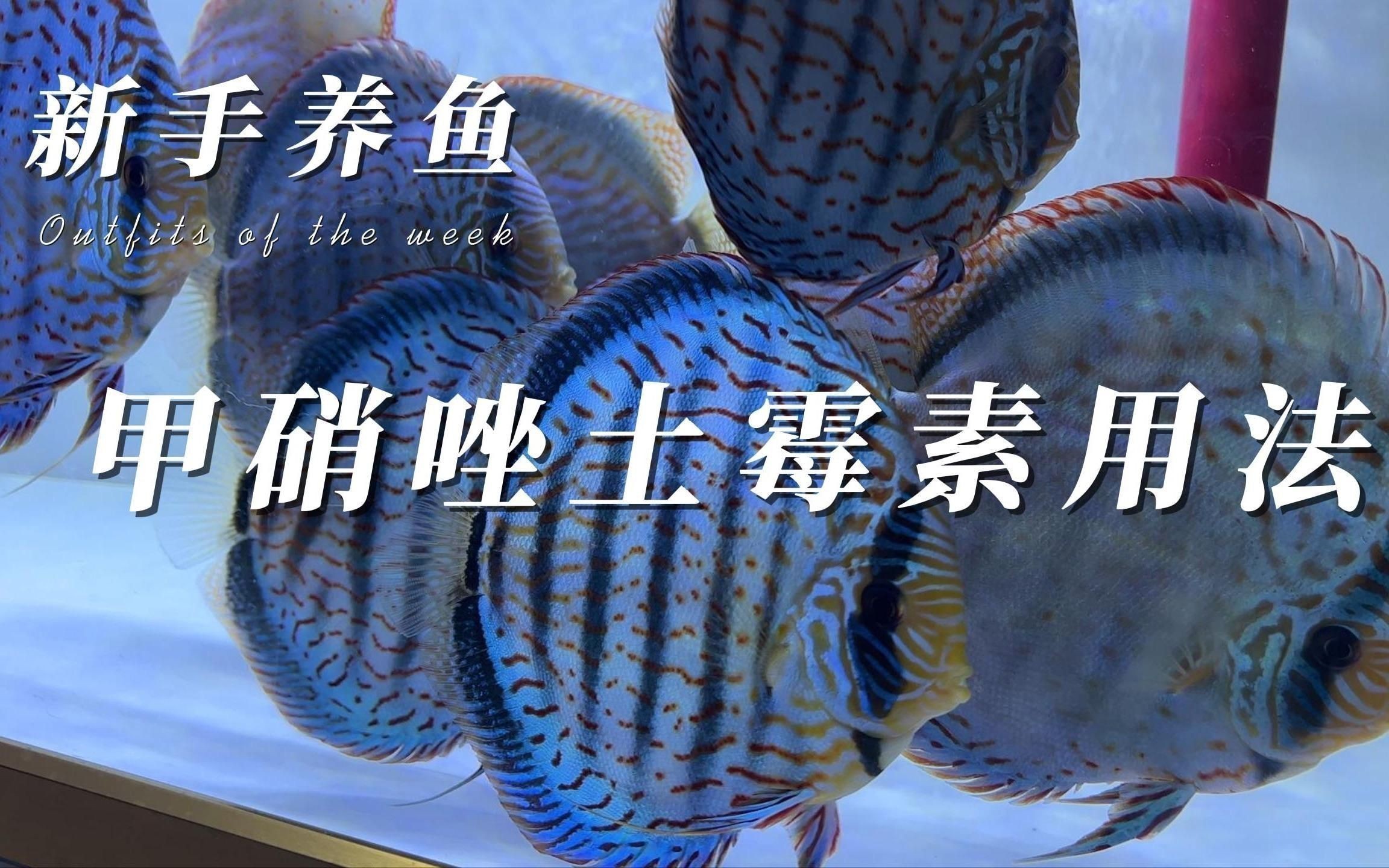 哪些魚類適合使用甲硝唑治療？