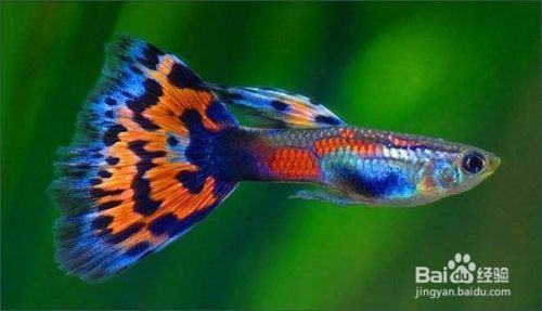 龍魚互咬怎么辦：如何判斷龍魚領地意識強弱，龍魚互咬時的應急措施