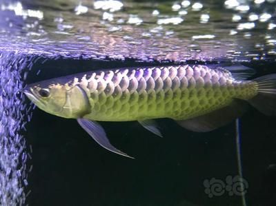 賽級(jí)F2龍魚(yú)（賽級(jí)f2龍魚(yú)價(jià)格因素而異，購(gòu)買時(shí)需仔細(xì)鑒別，仔細(xì)辨別）