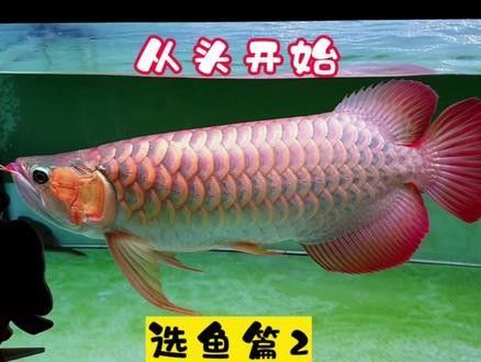 龍魚鯊魚嘴到底好不好