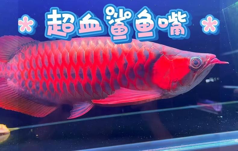 龍魚鯊魚嘴到底好不好