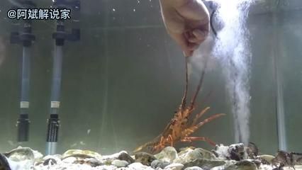 澳龍魚缸能養殖嗎：澳洲淡水澳龍魚缸養殖澳龍魚缸養殖澳龍魚缸養殖方法