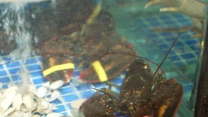 澳龍魚缸能養殖嗎：澳洲淡水澳龍魚缸養殖澳龍魚缸養殖澳龍魚缸養殖方法