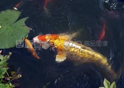 金龍魚的圖像是什么（金龍魚是什么？）