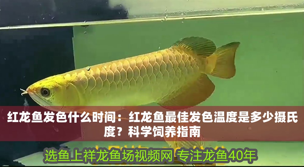 紅龍魚發色什么時間：紅龍魚最佳發色溫度是多少攝氏度？科學飼養指南