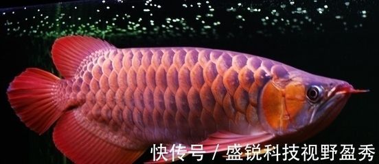 印尼小紅龍魚(yú)繁殖水質(zhì)要求：印尼小紅龍魚(yú)繁殖成功率提升方法