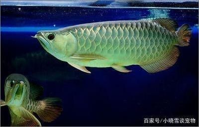 龍魚爛身病怎么治療：龍魚爛身病如何治療