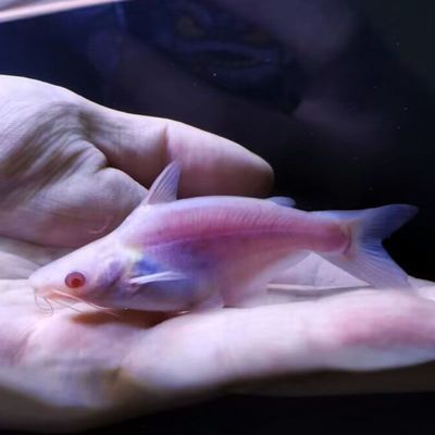 球鯊和龍魚(yú)能混養(yǎng)嗎（球鯊和龍魚(yú)是否能混養(yǎng)取決于多種因素，包括它們的生活習(xí)性和活動(dòng)）