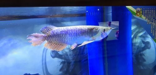 清道夫魚可以和金龍魚一起養嗎（清道夫魚和金龍魚可以一起養嗎） 清道夫魚可以和金龍魚一起養嗎（清道夫魚和金龍魚可以一起養嗎） 龍魚百科 第3張