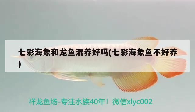 龍魚(yú)和海象可以混養(yǎng)嗎:七彩海象與龍魚(yú)混養(yǎng)的最佳水溫 龍魚(yú)百科 第2張 龍魚(yú)和海象可以混養(yǎng)嗎:七彩海象與龍魚(yú)混養(yǎng)的最佳水溫 龍魚(yú)和海象可以混養(yǎng)嗎:七彩海象與龍魚(yú)混養(yǎng)的最佳水溫 龍魚(yú)百科 第2張