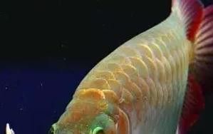 龍魚外細(xì)菌性疾病會自愈嗎？ 龍魚外細(xì)菌性疾病會自愈嗎？ 龍魚百科 第4張