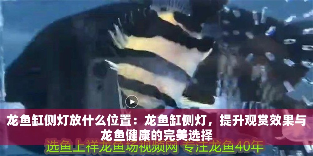 龍魚缸側(cè)燈放什么位置：龍魚缸側(cè)燈，提升觀賞效果與龍魚健康的完美選擇