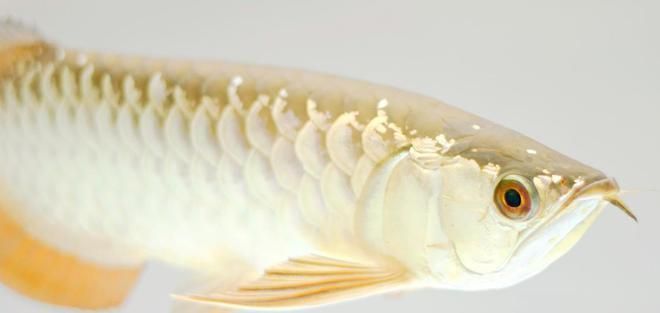 天然色素對龍魚體色的影響：天然色素對龍魚體色的影響是多方面的 天然色素對龍魚體色的影響：天然色素對龍魚體色的影響是多方面的 龍魚百科 第5張